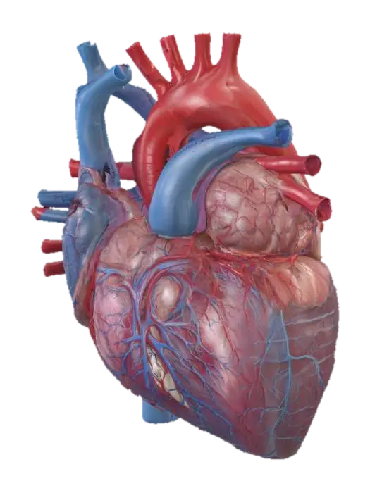 3D-модель Anatomy of the Human Heart - Anatomystudy, сгенерированная ИИ