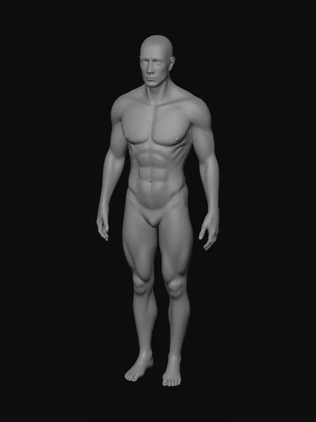 3D model for Holographic Male Anatomy