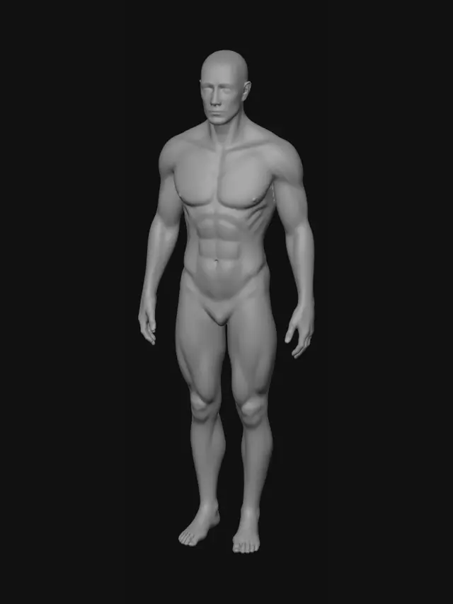 3D model for Holographic Male Anatomy