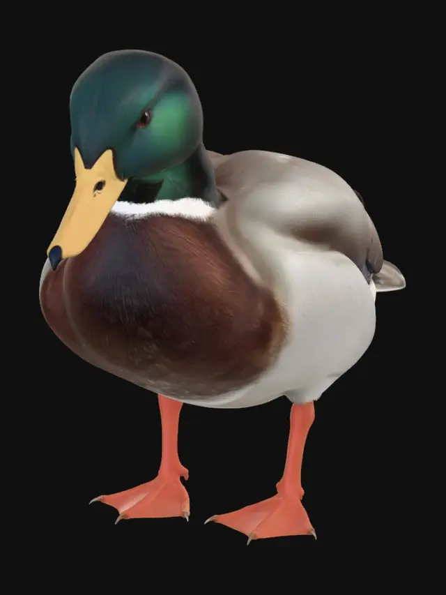 3D model for A single mallard duck standing, photorealistic,
male duck with iridescent dark green head,
white neck ring, brown chest, grey body feathers,
orange webbed feet, yellow-green bill,
detailed realistic feather texture,
soft natural lighting, neutral background,
single object, no water, high detail
