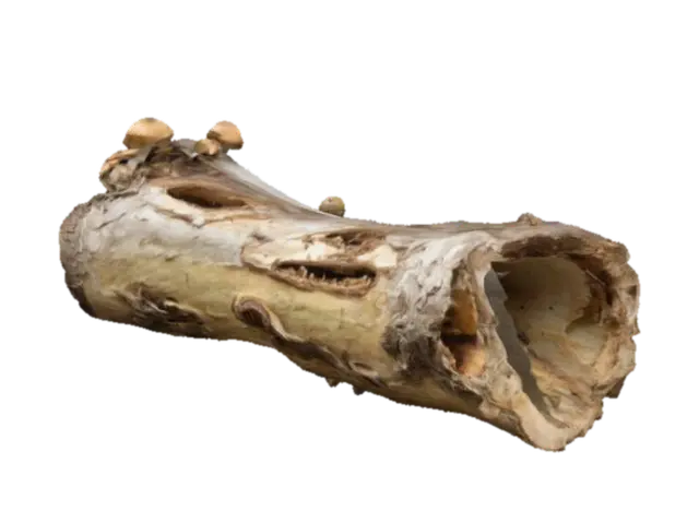 a down decaying mother log (40 feet long and 14 feet in diameter) hollowed on the… 3D model, vytvořený pomocí AI