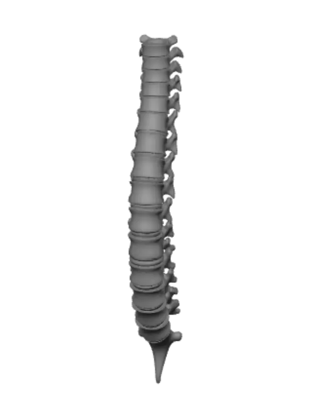 3D model for Anatomical Spine Model with Intervertebral Discs