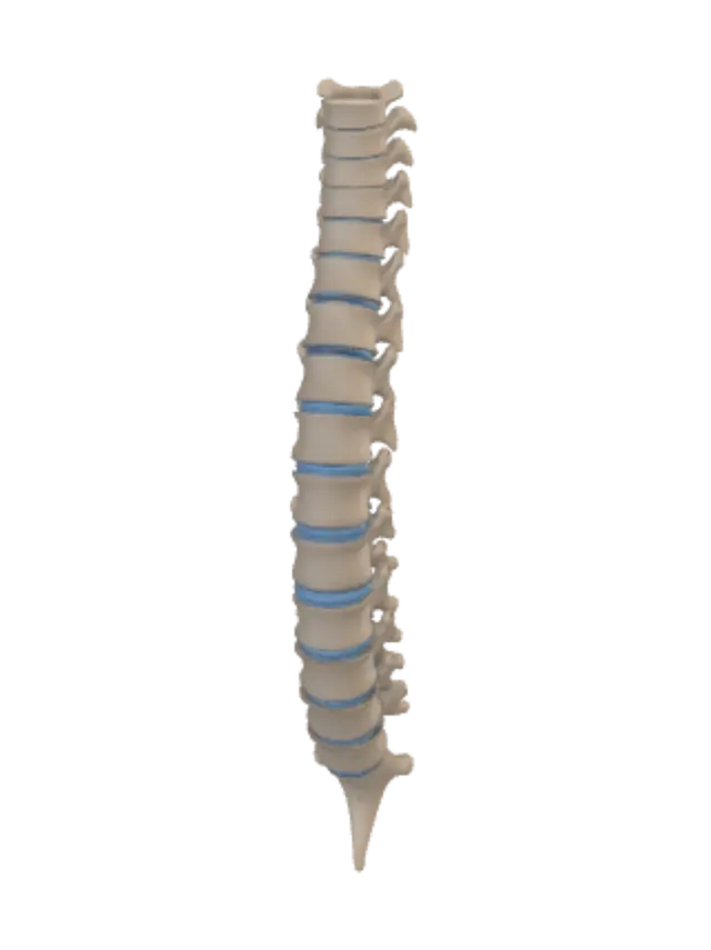 3D model for Anatomical Spine Model with Intervertebral Discs