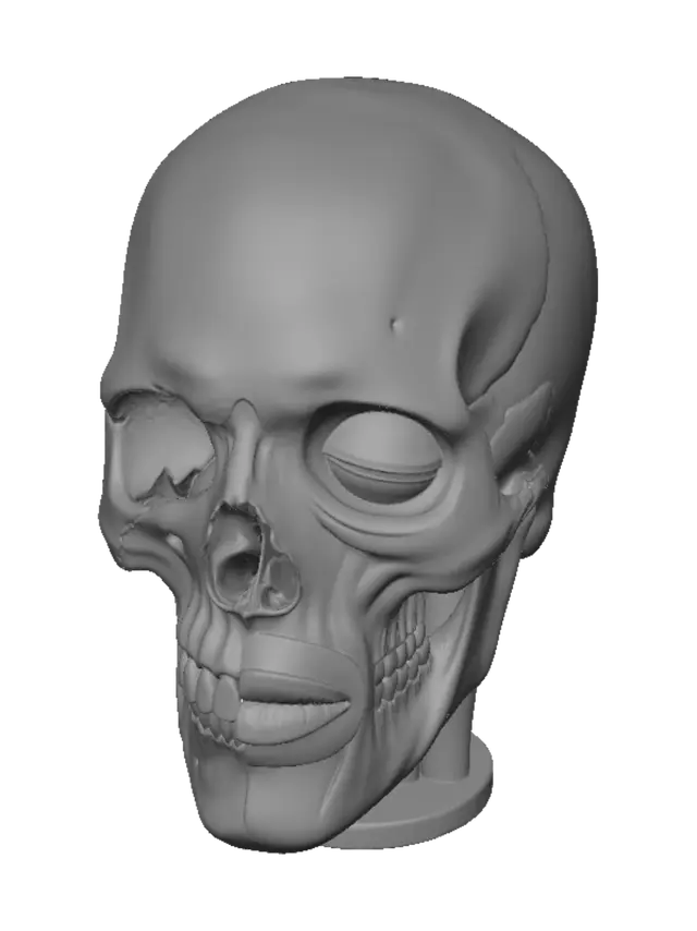 3D model for Head Anatomy: Skull and Musculature