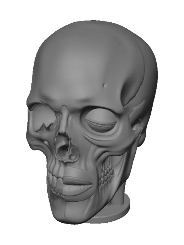 3D model for Head Anatomy: Skull and Musculature