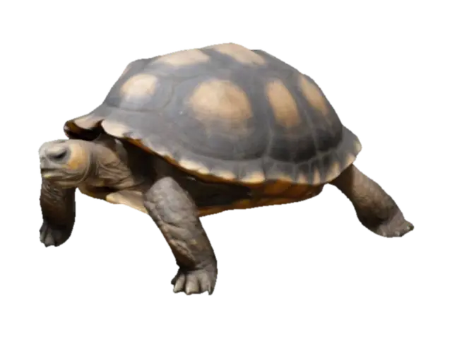 SCP-4398 is a tortoise of unknown age resembling a young Chelonoidis nigra… - Galapagos 3D model, vytvořený pomocí AI