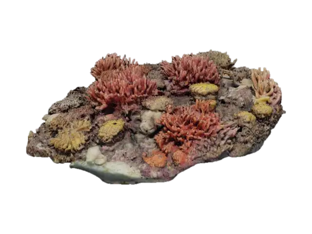 coral 3D model, vytvořený pomocí AI