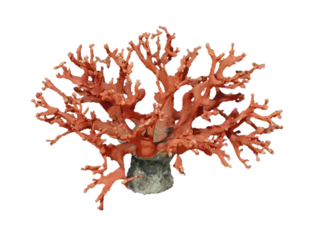 coral 3D model, vytvořený pomocí AI