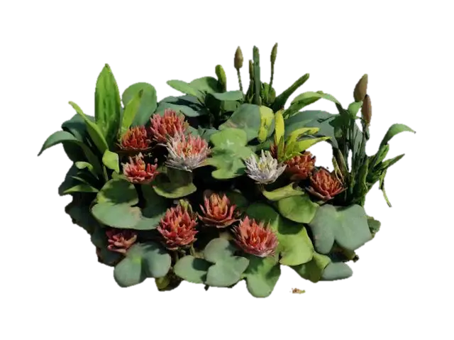 waterplants - Flora 3D model, vytvořený pomocí AI