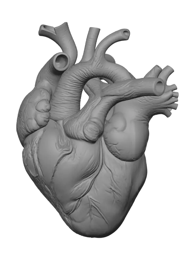 3D model for Anatomical Heart Illustration
