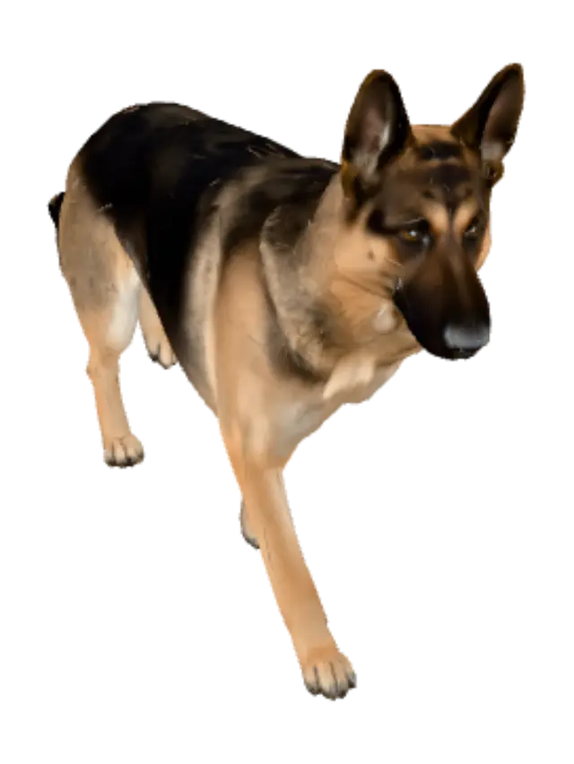 3D model for German Shepherd Portrait