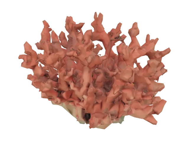 3D model for Orange Coral