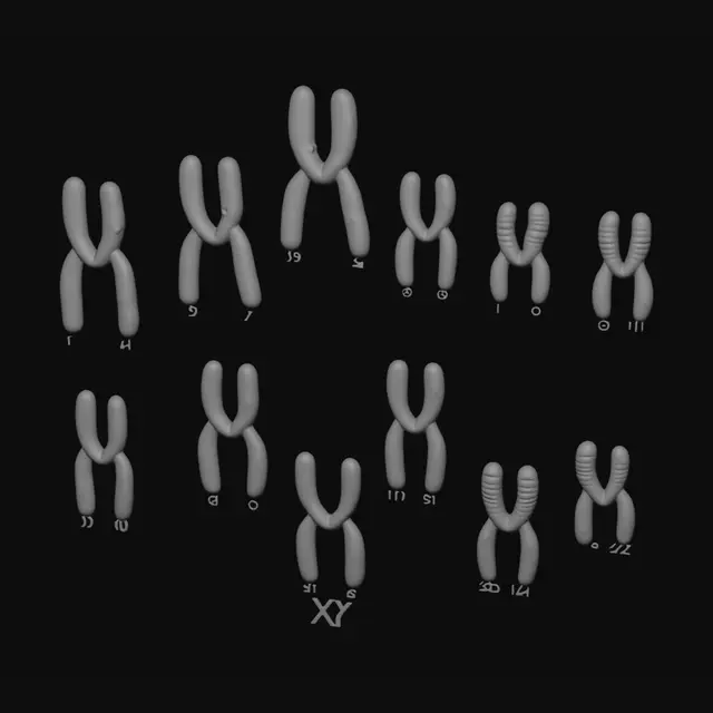 3D model for Human male karyotype