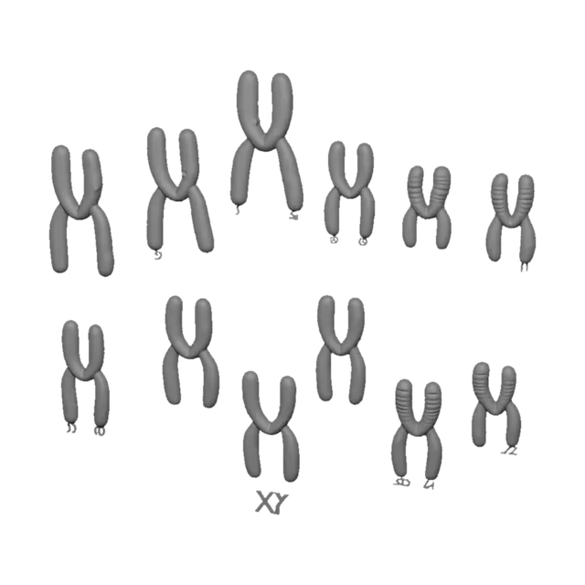 3D model for Human male karyotype