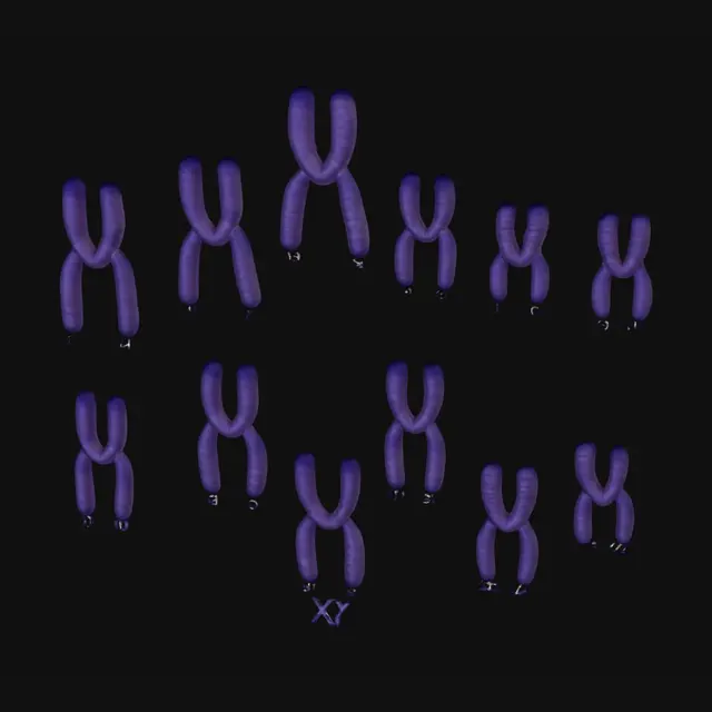 3D model for Human male karyotype