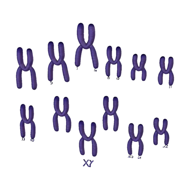 3D model for Human male karyotype