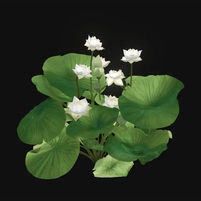 3D model for White Lotus in Green
