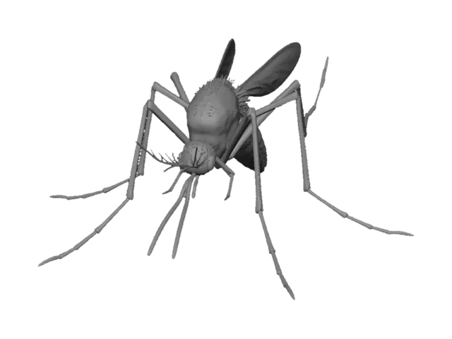 3D model for Checkered Mosquito