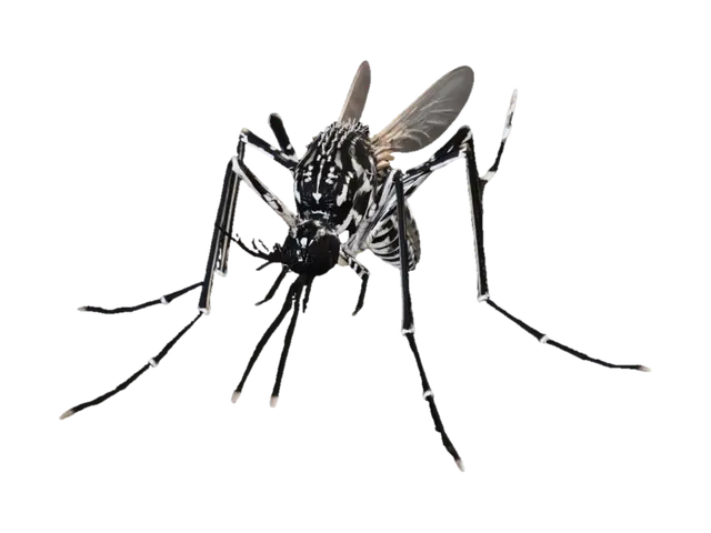 3D model for Checkered Mosquito