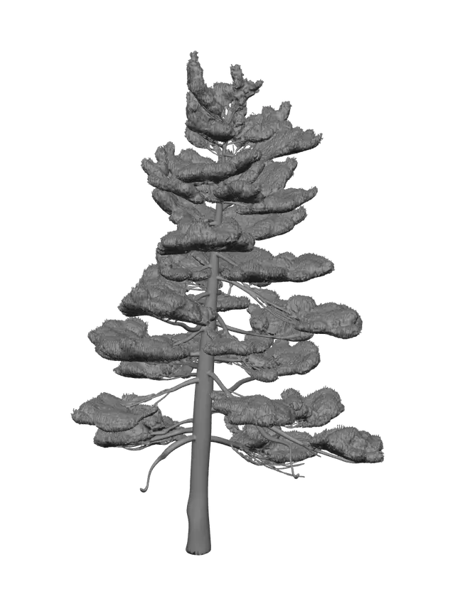 3D model for Realistic Pinetree