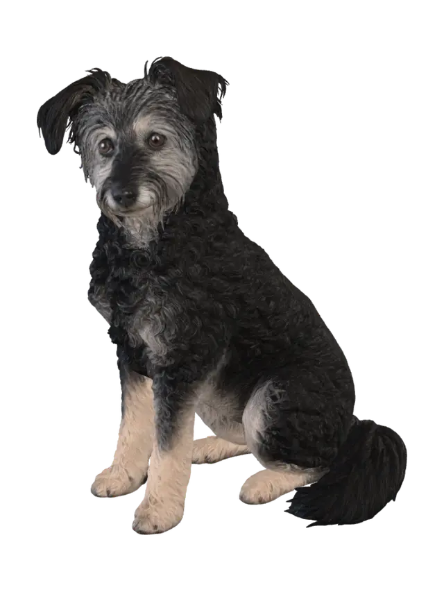 Sitting Terrier Dog 3D model, vytvořený pomocí AI