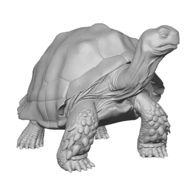 3D model for Sunlit Giant Tortoise on the Sand