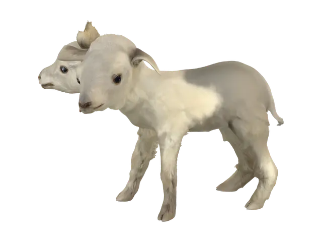 3D model for Two Plush Alpacas in a Glass Display