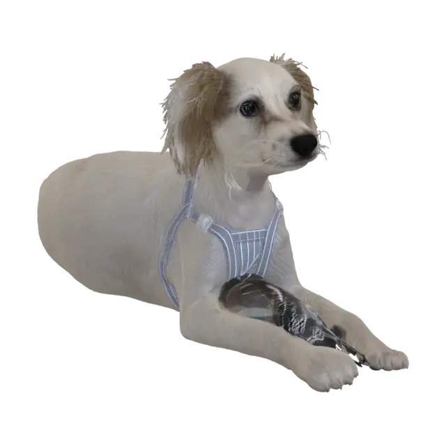 3D model for Big-Eyed Pup