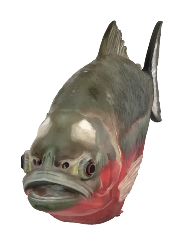 3D model for Crimson-spotted Snapper
