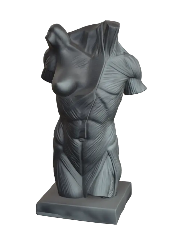 3D-модель Female Anatomy Body - Anatomystudy, сгенерированная ИИ