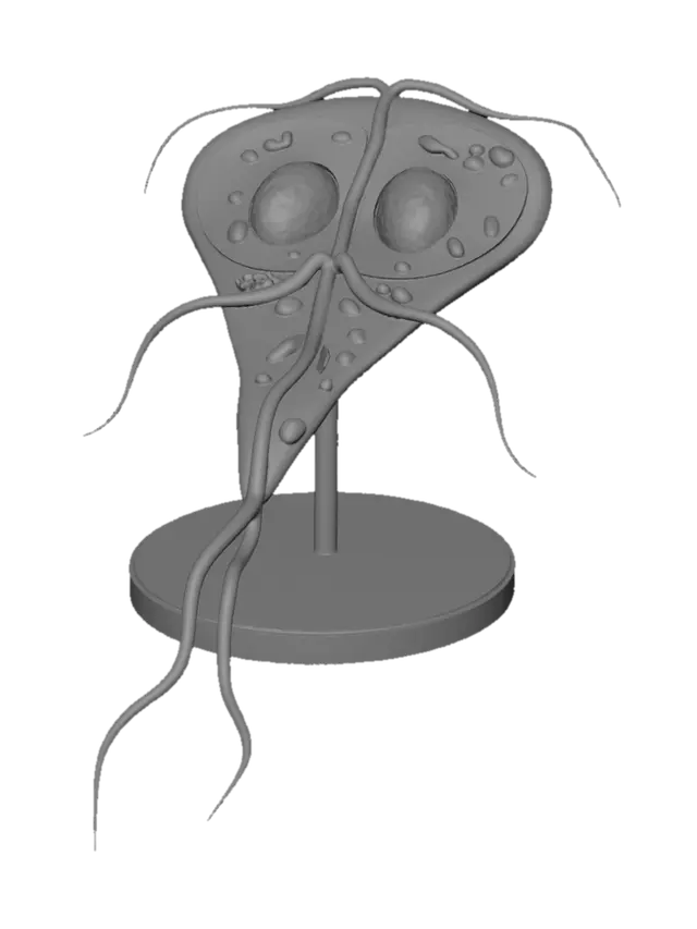 3D model for Pink Paramecium Display