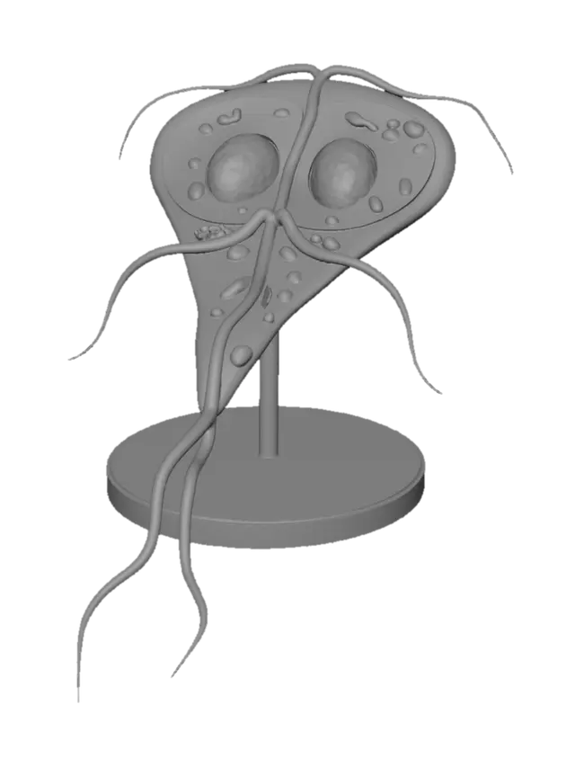 3D model for Pink Paramecium Display
