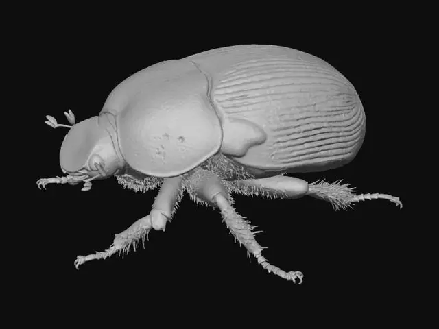 3D model for Beetle Majesty