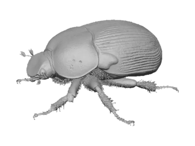 3D model for Beetle Majesty