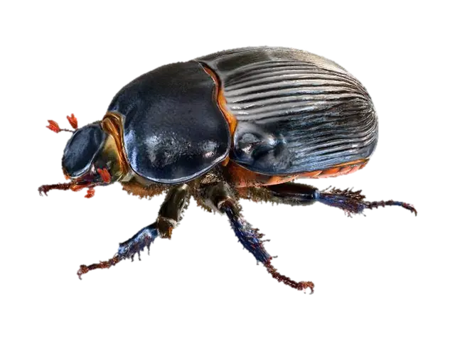 3D model for Beetle Majesty