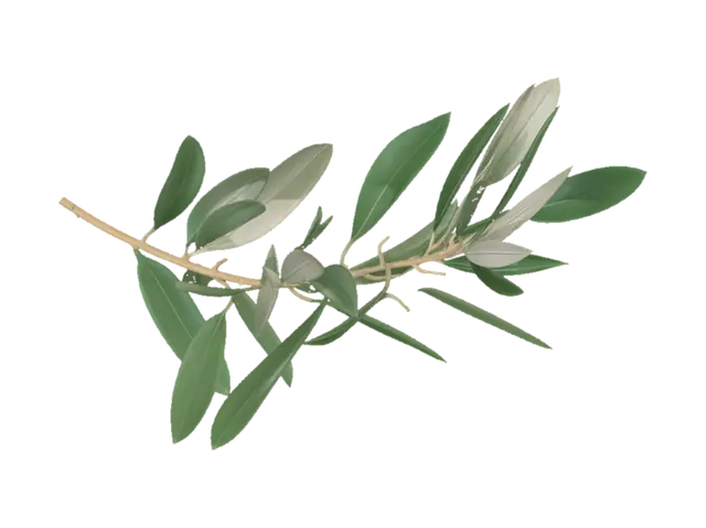 3D model for Olive Branch