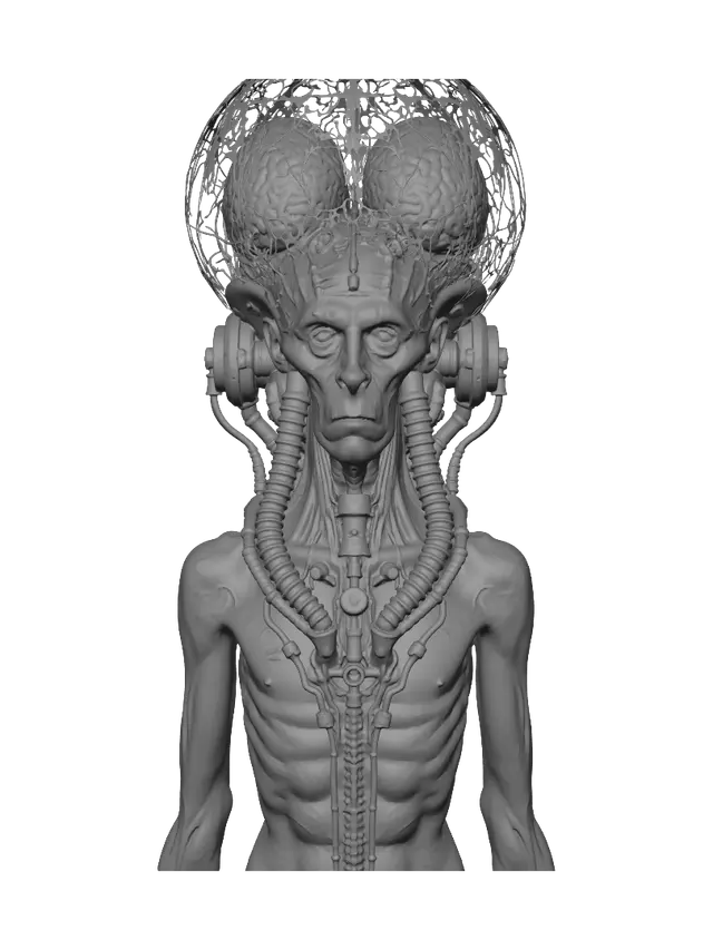 3D model for Cerebral Crown