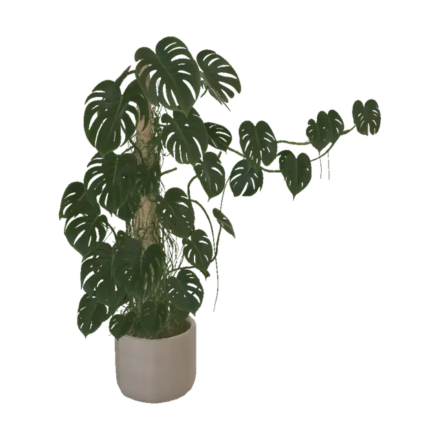 3D model for Monstera in Soft Light