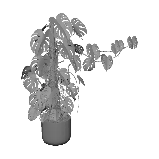 3D model for Monstera in Soft Light