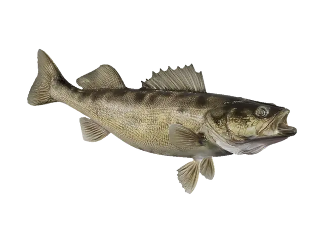 3D model for Golden Walleye