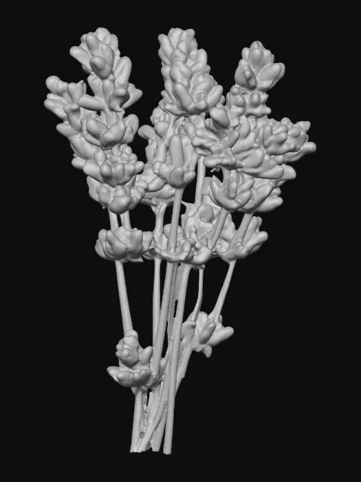 3D model for Lavender Sprigs