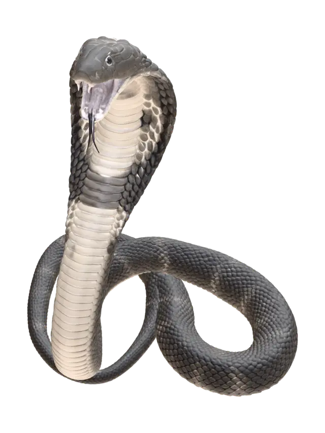 Naja - Darkbrown 3D model, vytvořený pomocí AI