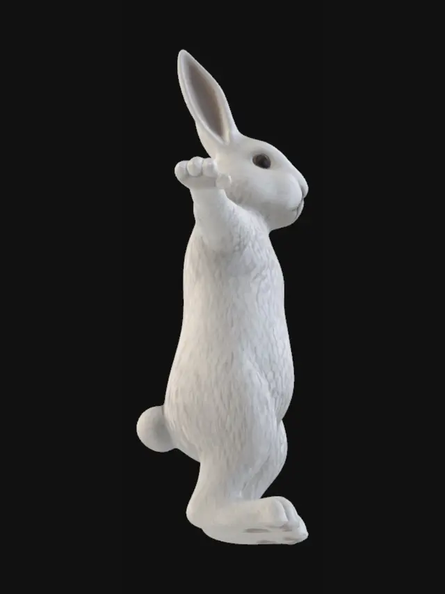 3D model for Rabbit in Four Views