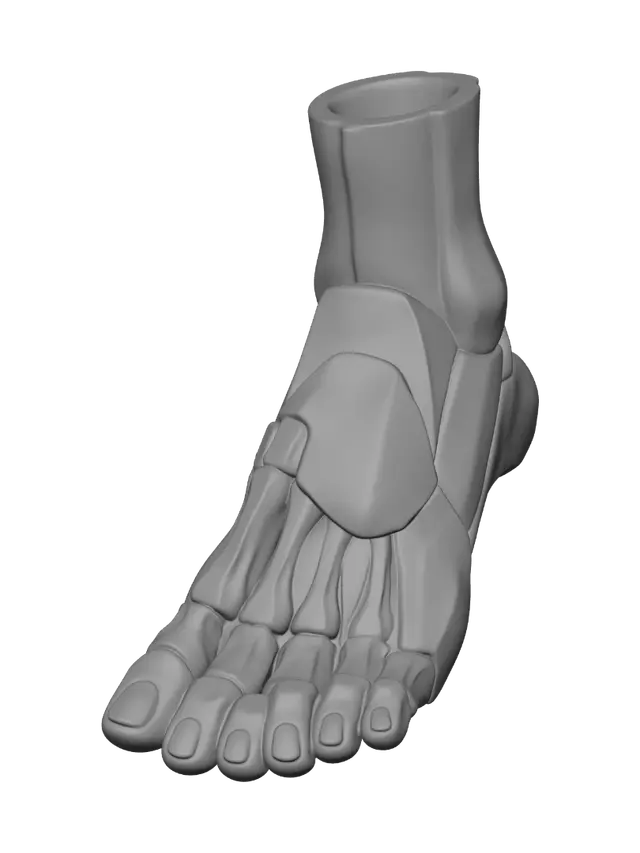 3D model for Anatomical Foot Model