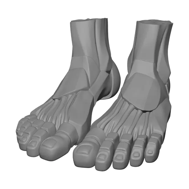 3D model for Anatomical Feet Model