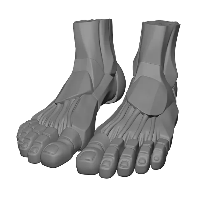 3D model for Anatomical Feet Model