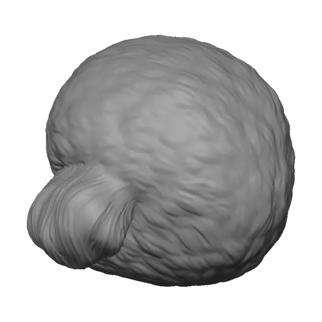3D model for Teddy Bear Poodle