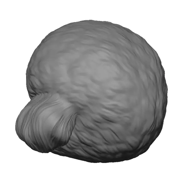 3D model for Teddy Bear Poodle
