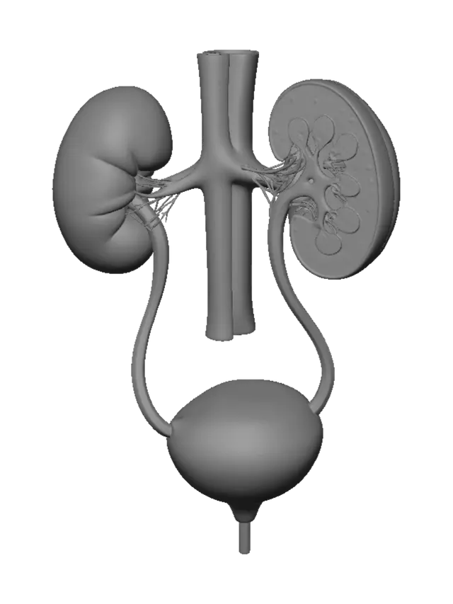 3D model for Urinary System Anatomy