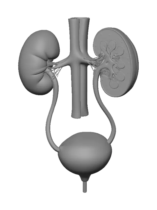 3D model for Urinary System Anatomy